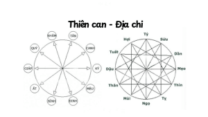 Can chi là gì?