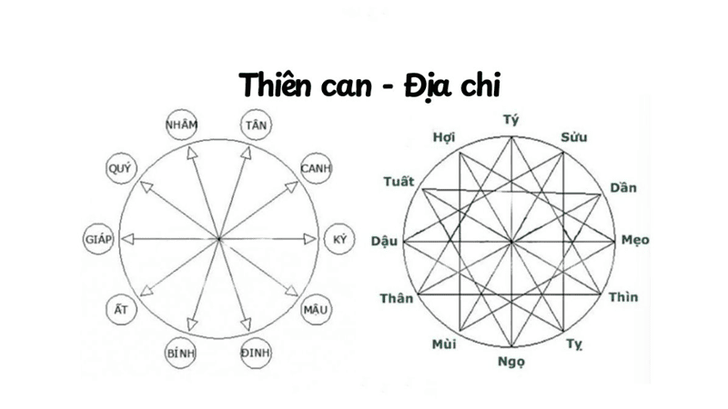 Can chi là gì?