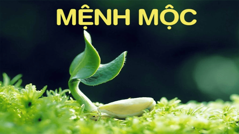 Cung mệnh Mộc trong tử vi là gì?