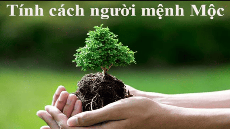 Đặc điểm nổi bật của người cung mệnh Mộc: Tính cách, ưu – nhược điểm