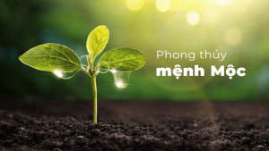 Ứng dụng cung mệnh Mộc trong phong thuỷ