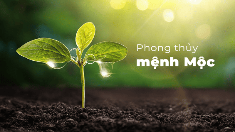 Ứng dụng cung mệnh Mộc trong phong thuỷ