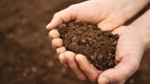 Mệnh Thổ hợp - kỵ theo góc độ Tử Vi: Cách nhận biết và bản chất